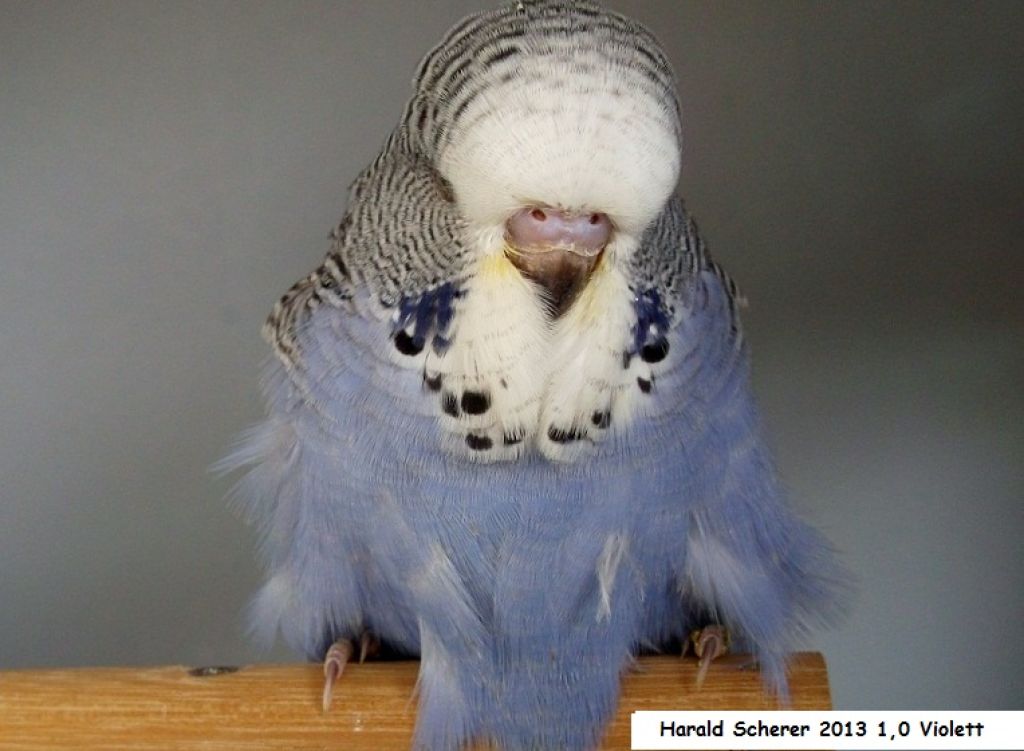Babys 2013 001.JPG